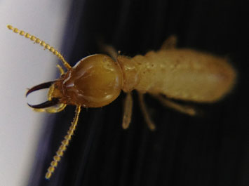 Hindmarsh-Pest-Control-Termites