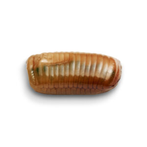 Cockroach egg case or ootheca image